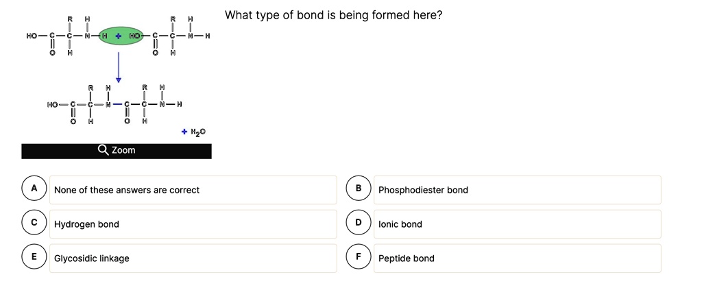 What type of bond is being formed here?
+ H2O
Zoom
A None of these answers are correct
B Phosphodiester bond
C Hydrogen bond
D Ionic bond
E Glycosidic linkage
F Peptide bond
