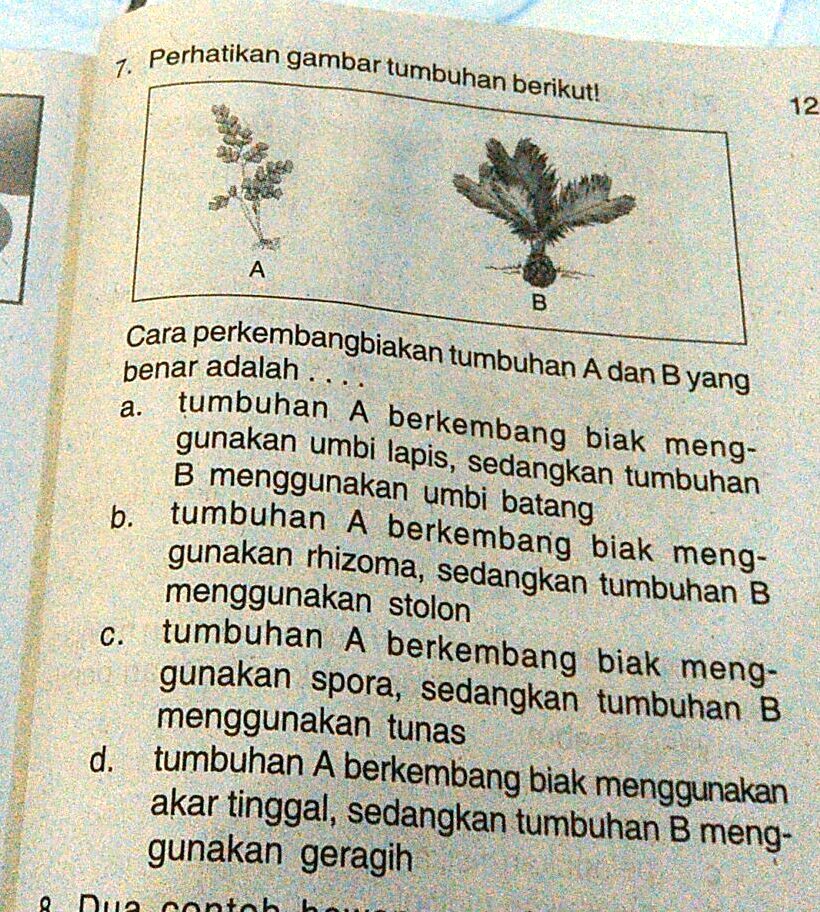 Solved Cara Perkembangbiakan Tumbuhan A Dan B Yang Benar Adalah Perhatikan Gambar Tumbuhan 4450