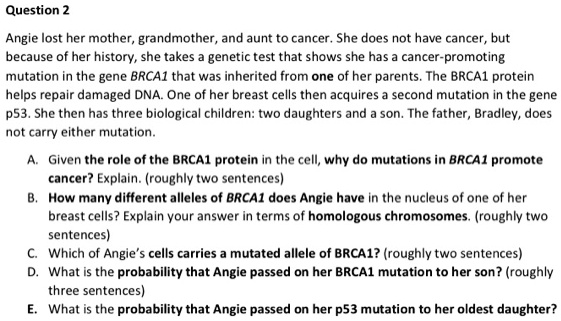 Question 2
Angie lost her mother, grandmother, and aunt to cancer. She does not have cancer, but
because of her history, she takes a genetic test that shows she has a cancer-promoting
mutation in the gene BRCA1 that was inherited from one of her parents. The BRCA1 protein
helps repair damaged DNA. One of her breast cells then acquires a second mutation in the gene
p53. She then has three biological children: two daughters and a son. The father, Bradley, does
not carry either mutation.
A. Given the role of the BRCA1 protein in the cell, why do mutations in BRCA1 promote
cancer? Explain. (roughly two sentences)
B. How many different alleles of BRCA1 does Angie have in the nucleus of one of her
breast cells? Explain your answer in terms of homologous chromosomes. (roughly two
sentences)
C. Which of Angie's cells carries a mutated allele of BRCA1? (roughly two sentences)
D. What is the probability that Angie passed on her BRCA1 mutation to her son? (roughly
three sentences)
E. What is the probability that Angie passed on her p53 mutation to her oldest daughter?