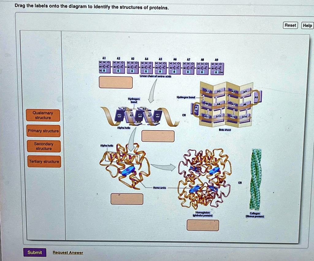 Drag the labels onto the diagram to identify the structures of proteins ...
