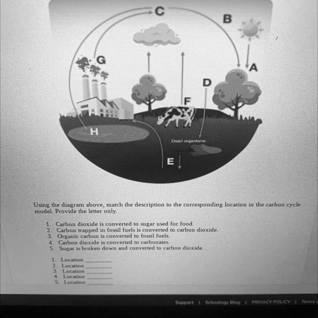 Please help with this, it is the carbon cycle. 0 B 4 G 0 T Using the ...