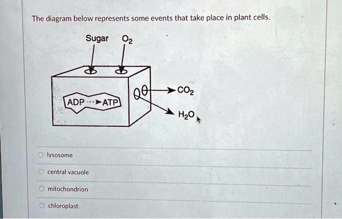 SOLVED: The diagram below represents some events that take place in ...