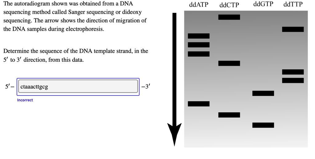 Autoradiography An Overview ScienceDirect Topics, 53 OFF