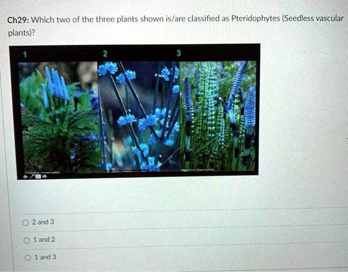 SOLVED Ch29 Which two of the three plants shown is/are classified as