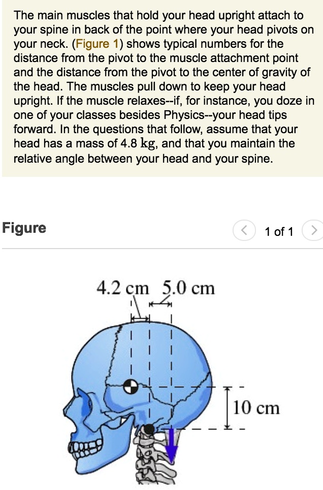 SOLVED The main muscles that hold your head upright attach to your