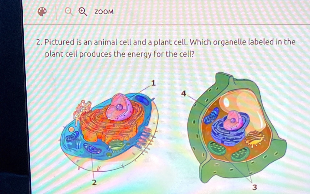 SOLVED 'ZOOM 2. Pictured is an animal cell and a plant cell. Which
