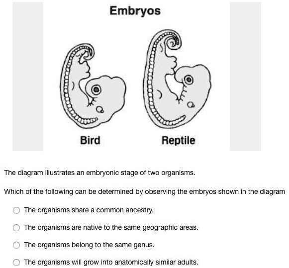 SOLVED: Please help me???!!! Embryos Bird Reptile The diagram ...