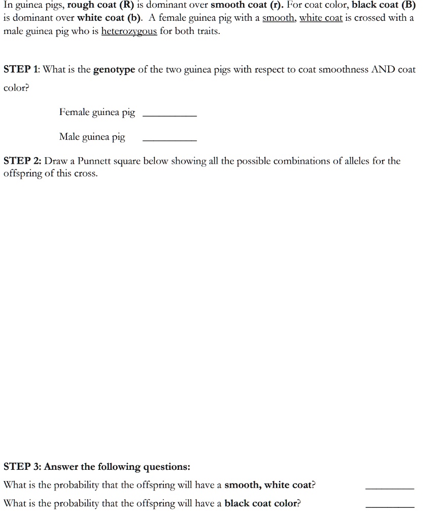 In guinea pigs, rough coat (R) is dominant over smooth coat (r). For coat color, black coat (B)
is dominant over white coat (b). A female guinea pig with a smooth, white coat is crossed with a
male guinea pig who is heterozygous for both traits.
STEP 1: What is the genotype of the two guinea pigs with respect to coat smoothness AND coat
color?
Female guinea pig
Male guinea pig
STEP 2: Draw a Punnett square below showing all the possible combinations of alleles for the
offspring of this cross.
STEP 3: Answer the following questions:
What is the probability that the offspring will have a smooth, white coat?
What is the probability that the offspring will have a black coat color?