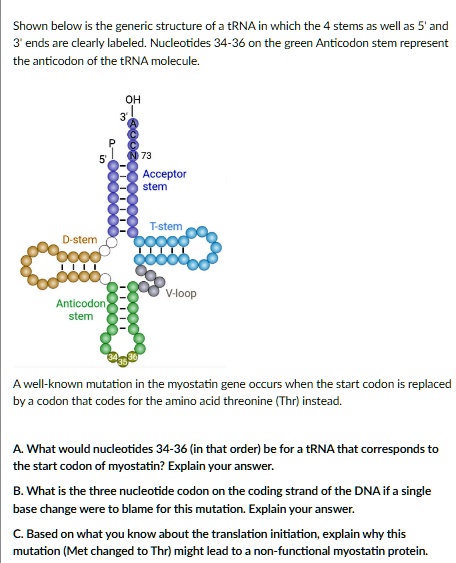 SOLVED: Shown below is the generic structure of a tRNA in which the 4 ...