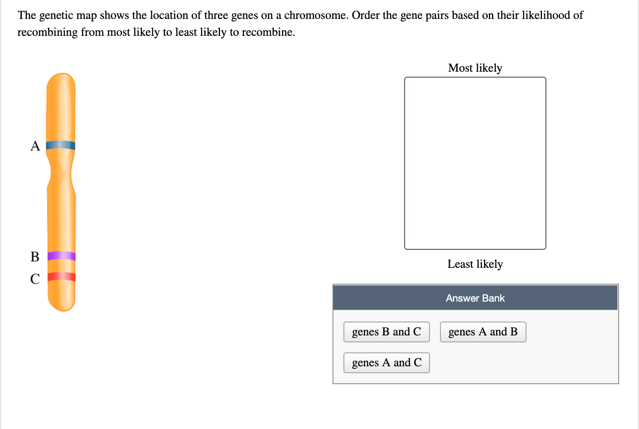 The genetic map shows the location of three genes on a chromosome. Order the gene pairs based on their likelihood of recombining from most likely to least likely to recombine.

A
B
C

Most likely
Least likely

Answer Bank
genes B and C
genes A and B
genes A and C
