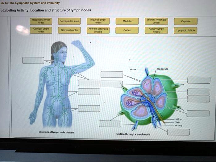 SOLVED: ab 14: The Lymphatic System and Immunity Labeling Activity ...