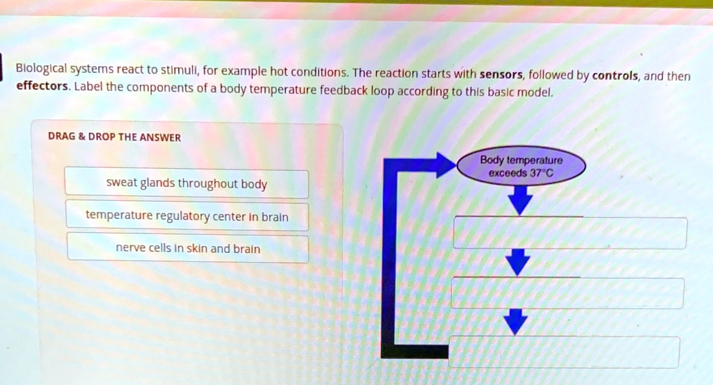 Biological systems react to stimuli, for example hot conditions. The reaction starts with sensors, followed by controls, and then effectors. Label the components of a body temperature feedback loop according to this basic model.
DRAG     DROP THE ANSWER
sweat glands throughout body
temperature regulatory center in brain
nerve cells in skin and brain
Body temperature
exceeds 37°C