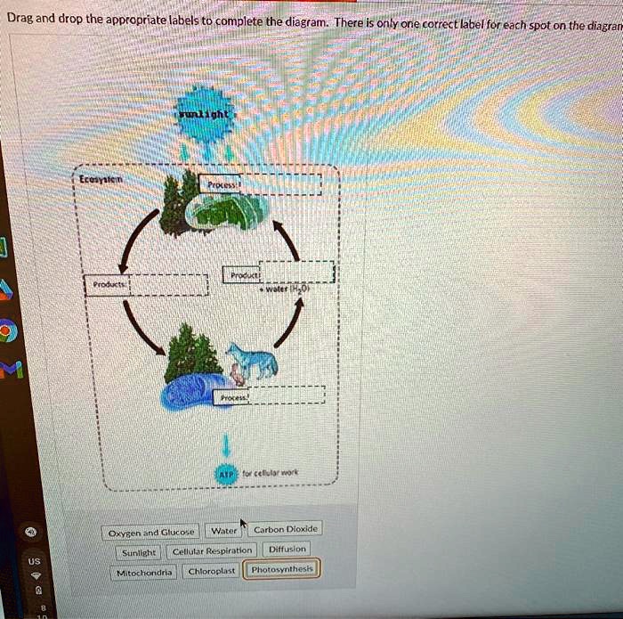 SOLVED: Drag and drop the appropriate labels to complete the diagram ...