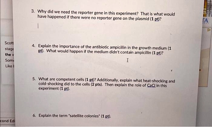 3. Why did we need the reporter gene in this experiment? That is what would
have happened if there were no reporter gene on the plasmid (1 pt)?
4. Explain the importance of the antibiotic ampicillin in the growth medium (1
pt). What would happen if the medium didn't contain ampicillin (1 pt)?
5. What are competent cells (1 pt)? Additionally, explain what heat-shocking and
cold-shocking did to the cells (2 pts). Then explain the role of CaCl2 in this
experiment (1 pt).
6. Explain the term s̈atellite colonies(̈1 pt).