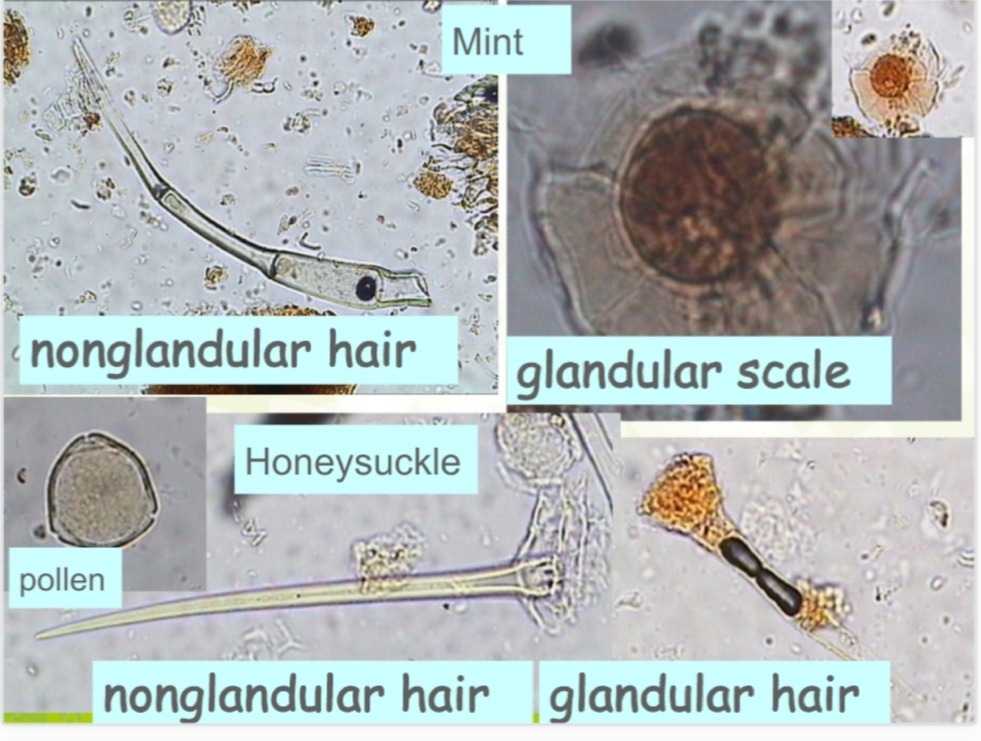 SOLVED nonglandular hair glandular scale nonglandular hair glandular hair