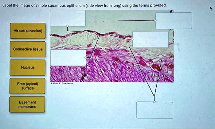 texts label the image of simple squamous epithelium side view from lung ...