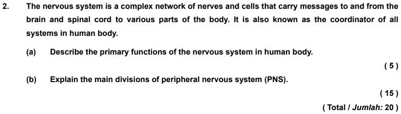 2. The nervous system is a complex network of nerves and cells that carry messages to and from the brain and spinal cord to various parts of the body. It is also known as the coordinator of all systems in human body.

(a) Describe the primary functions of the nervous system in human body.

(b) Explain the main divisions of peripheral nervous system (PNS).
