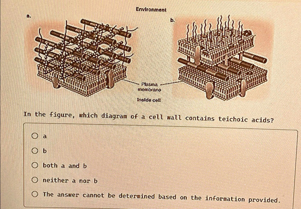 SOLVED: Environment Plasma Membrane Inside Cell In The Figure, Which ...