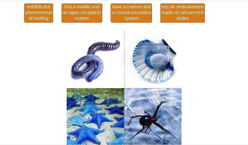 SOLVED 'Match the animals with their characteristics. exhibits the