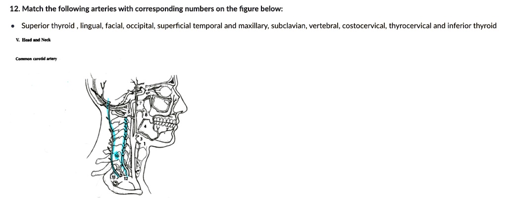 solved-match-the-following-arteries-with-corresponding-numbers-on-the