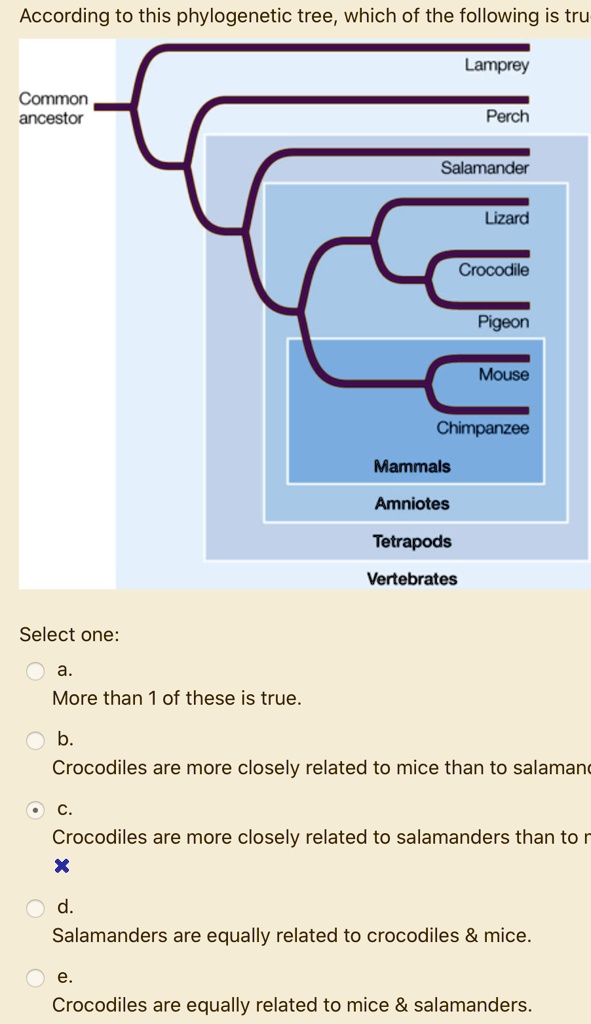 According to this phylogenetic tree, which of the following is tru
Lamprey
Common ancestor
Perch
Salamander
Lizard
Crocodile
Pigeon
Mouse
Chimpanzee
Mammals
Amniotes
Tetrapods
Vertebrates
Select one:
a.
More than 1 of these is true.
b.
Crocodiles are more closely related to mice than to salamanc
c.
Crocodiles are more closely related to salamanders than to m
d.
Salamanders are equally related to crocodiles     mice.
e.
Crocodiles are equally related to mice     salamanders.