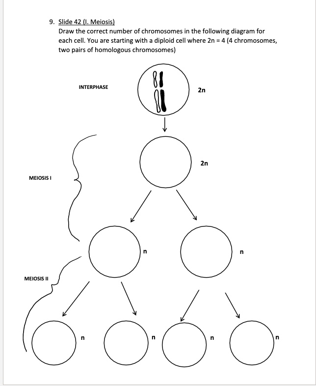 SOLVED: Slide 42 Meiosis] Draw the correct number of chromosomes in the ...