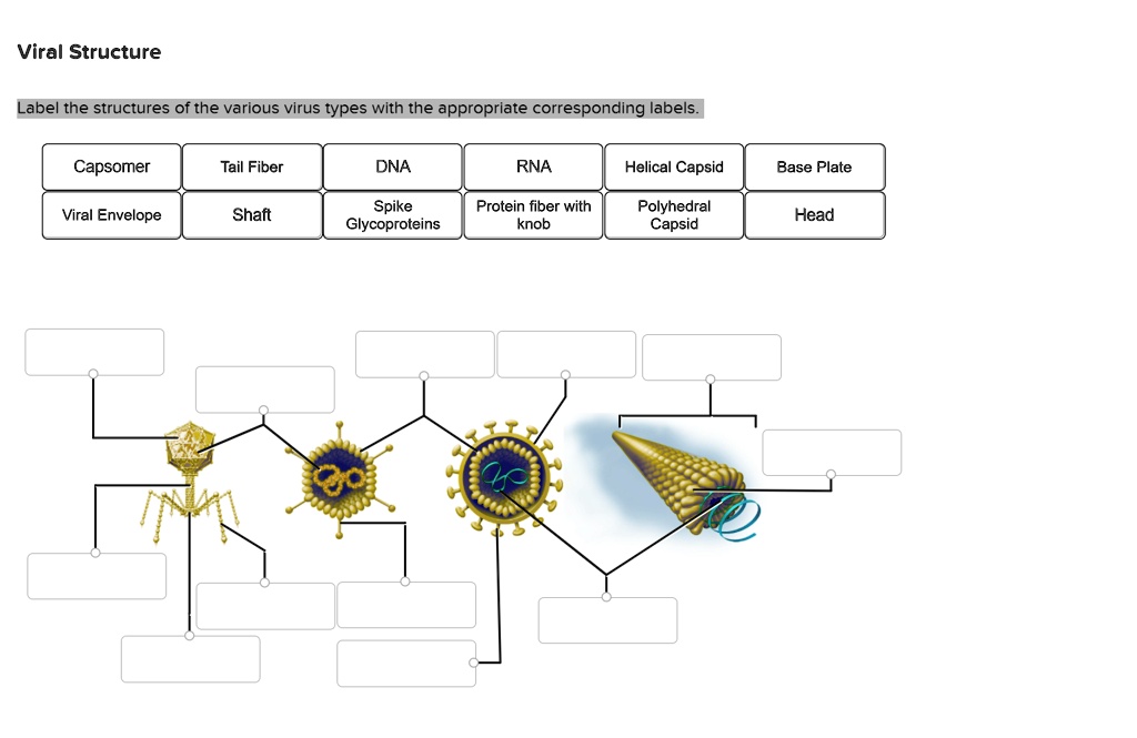 Viral structure abe the structures of the various virus...