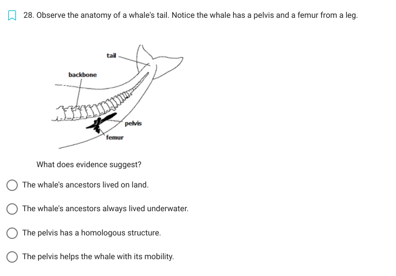 SOLVED: 28. Observe the anatomy of a whale's tail. Notice the whale has ...