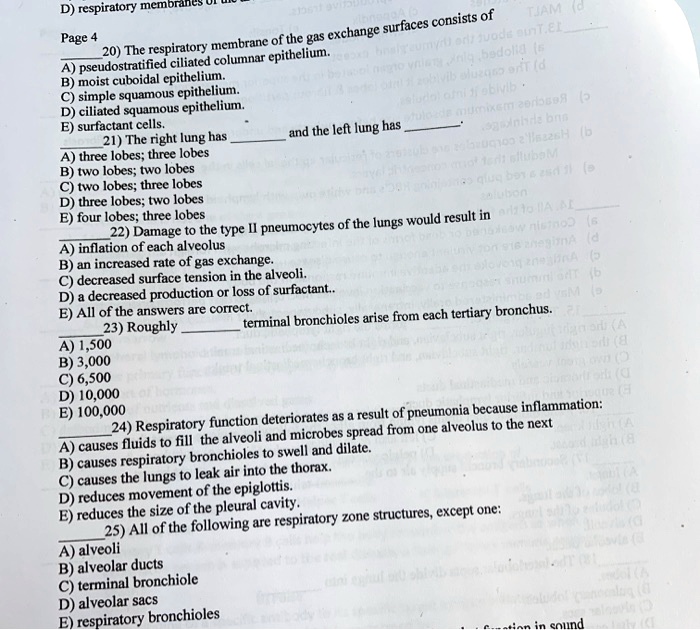 D) respiratory membranes
20) The respiratory membrane of the gas exchange surfaces consists of
A) pseudostratified ciliated columnar epithelium.
B) moist cuboidal epithelium.
C) simple squamous epithelium.
D) ciliated squamous epithelium.
E) surfactant cells.
21) The right lung has  and the left lung has 
A) three lobes; three lobes
B) two lobes; two lobes
C) two lobes; three lobes
D) three lobes; two lobes
E) four lobes; three lobes
22) Damage to the type II pneumocytes of the lungs would result in
A) inflation of each alveolus
B) an increased rate of gas exchange.
C) decreased surface tension in the alveoli.
D) a decreased production or loss of surfactant..
E) All of the answers are correct.
23) Roughly  terminal bronchioles arise from each tertiary bronchus.
A) 1,500
B) 3,000
C) 6,500
D) 10,000
E) 100,000
24) Respiratory function deteriorates as a result of pneumonia because inflammation:
A) causes fluids to fill the alveoli and microbes spread from one alveolus to the next
B) causes respiratory bronchioles to swell and dilate.
C) causes the lungs to leak air into the thorax.
D) reduces movement of the epiglottis.
E) reduces the size of the pleural cavity.
25) All of the following are respiratory zone structures, except one:
A) alveoli
B) alveolar ducts
C) terminal bronchiole
D) alveolar sacs
E) respiratory bronchioles