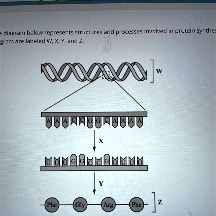 The diagram below represents structures and processes...
