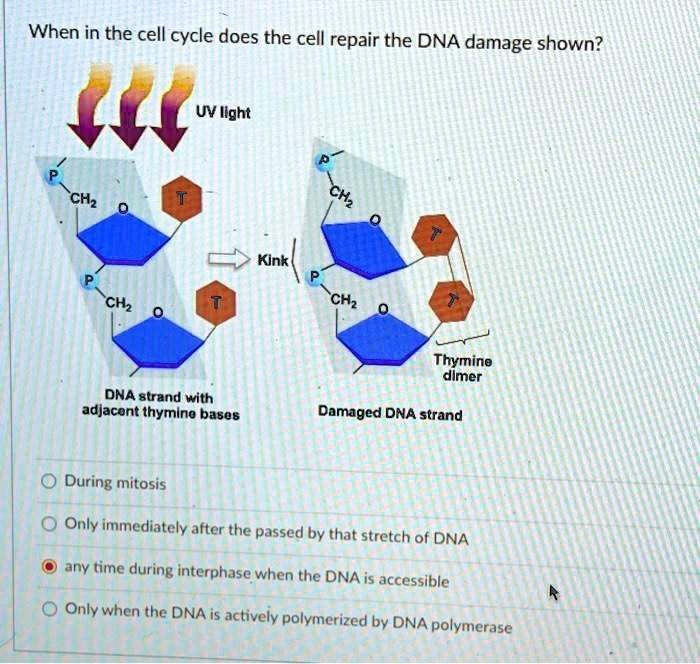 SOLVED: When in the cell cycle does the cell repair the DNA damage ...