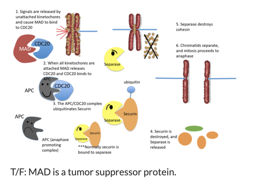 1. Signals are released by unattached kinetochores and cause MAD to bind to CDC20
2. When all kinetochores are attached MAD releases CDC20 and CDC20 binds to APC
3. The APC/CDC20 complex ubiquitinates Securin
***Normally securin is bound to separase
4. Securin is destroyed, and Separase is released
5. Separase destroys cohesin
6. Chromatids separate, and mitosis proceeds to anaphase
MAD
CDC20
APC
Separase
ubiquitin
Securin
APC (anaphase promoting complex)
T/F: MAD is a tumor suppressor protein.