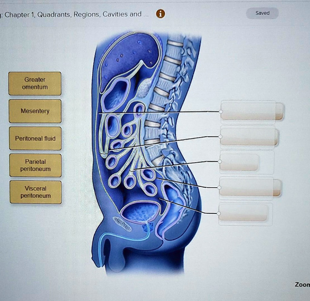 SOLVED: Chapter 1: Quadrants, Regions, Cavities, and Organs Greater ... Biology Diagrams