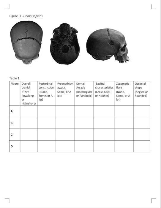 VIDEO solution: Figure D = Homo sapiens Table FiruIC Overall Cranial ...