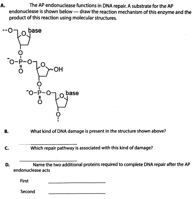 SOLVED: The AP endonuclease functions in DNA repair A substrate for the ...