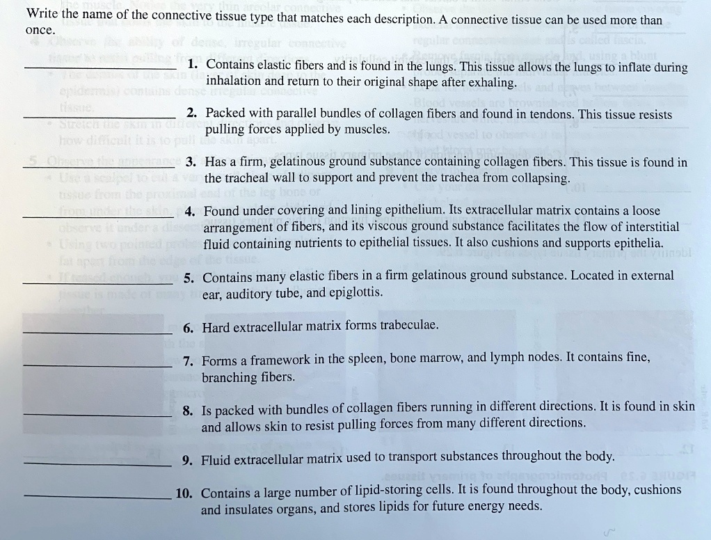 Write the name of the connective tissue type that matches each description. A connective tissue can be used more than
once.
1. Contains elastic fibers and is found in the lungs. This tissue allows the lungs to inflate during
inhalation and return to their original shape after exhaling.
2. Packed with parallel bundles of collagen fibers and found in tendons. This tissue resists
pulling forces applied by muscles.
3. Has a firm, gelatinous ground substance containing collagen fibers. This tissue is found in
the tracheal wall to support and prevent the trachea from collapsing.
4. Found under covering and lining epithelium. Its extracellular matrix contains a loose
arrangement of fibers, and its viscous ground substance facilitates the flow of interstitial
fluid containing nutrients to epithelial tissues. It also cushions and supports epithelia.
5. Contains many elastic fibers in a firm gelatinous ground substance. Located in external
ear, auditory tube, and epiglottis.
6. Hard extracellular matrix forms trabeculae.
7. Forms a framework in the spleen, bone marrow, and lymph nodes. It contains fine,
branching fibers.
8. Is packed with bundles of collagen fibers running in different directions. It is found in skin
and allows skin to resist pulling forces from many different directions.
9. Fluid extracellular matrix used to transport substances throughout the body.
10. Contains a large number of lipid-storing cells. It is found throughout the body, cushions
and insulates organs, and stores lipids for future energy needs.