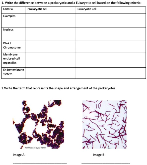 write the difference between prokaryotic and eukaryotic cell based on ...