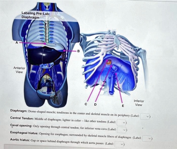 SOLVED: Labeling Pre-Lab: Diaphragm Anterior View Inferior View ...