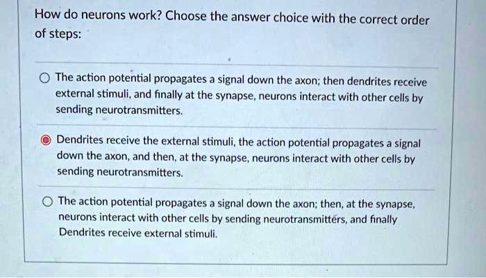 How do neurons work? Choose the answer choice with the correct order of steps:
The action potential propagates a signal down the axon; then dendrites receive external stimuli, and finally at the synapse, neurons interact with other cells by sending neurotransmitters.
Dendrites receive the external stimuli, the action potential propagates a signal down the axon, and then, at the synapse, neurons interact with other cells by sending neurotransmitters.
The action potential propagates a signal down the axon; then, at the synapse, neurons interact with other cells by sending neurotransmitters, and finally Dendrites receive external stimuli.