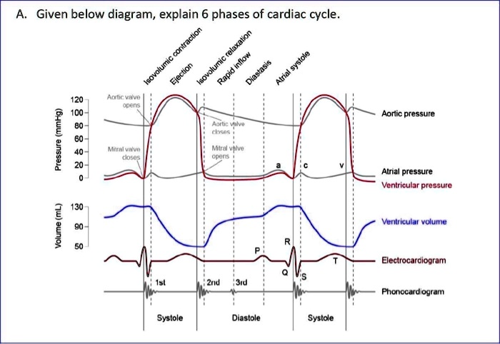 SOLVED: Given the diagram below, explain the 6 phases of the cardiac ...