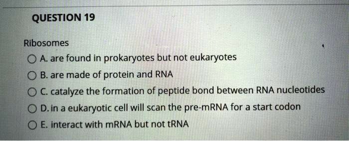 Ribosomes
A. are found in prokaryotes but not eukaryotes
B. are made of protein and RNA
C. catalyze the formation of peptide bond between RNA nucleotides
D. in a eukaryotic cell will scan the pre-mRNA for a start codon
E. interact with mRNA but not tRNA