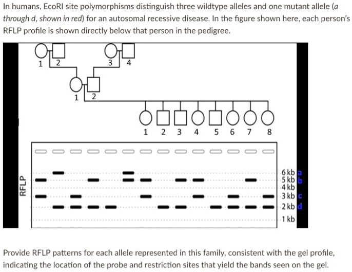 In humans, EcoRI site polymorphisms distinguish three wildtype alleles and one mutant allele (a through d, shown in red) for an autosomal recessive disease. In the figure shown here, each person's RFLP profile is shown directly below that person in the pedigree.
1 2
3 4
1 2
1 2 3 4 5 6 7 8
RFLP
6 kb a
5 kb b
4 kb
3 kb c
2 kb d
1 kb
Provide RFLP patterns for each allele represented in this family, consistent with the gel profile, indicating the location of the probe and restriction sites that yield the bands seen on the gel.
