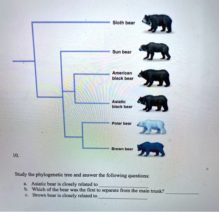 SOLVED: Sloth bear Sun bear Amorican black bear Aslatlc black boar