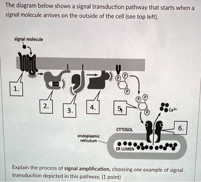 SOLVED: The diagram below shows a signal transduction pathway that ...