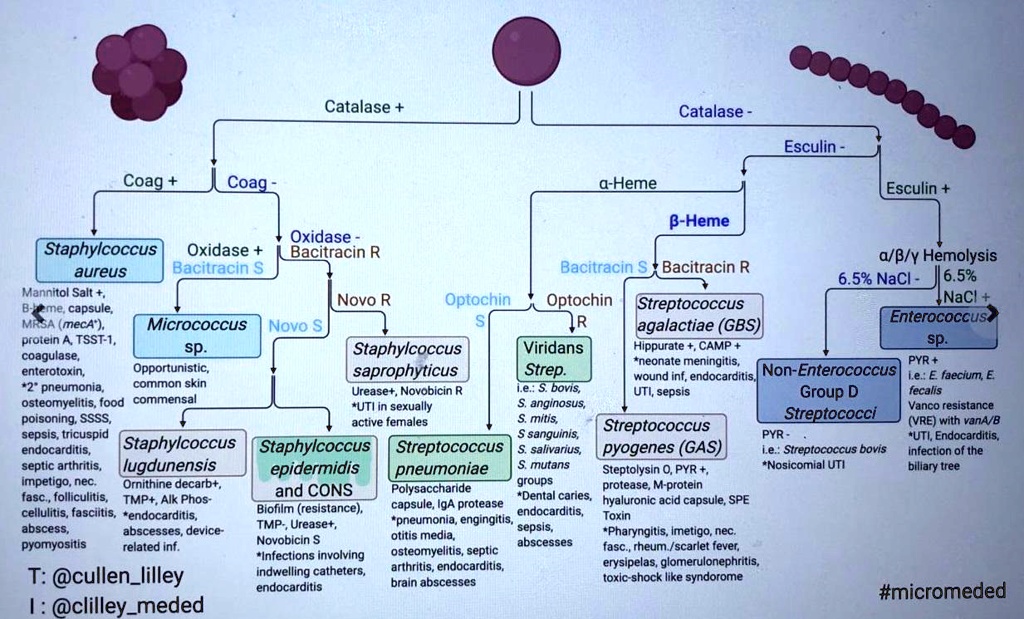 SOLVED:Catalase Catalase Esculin - Coag @-Heme Esculin 8-Heme Oxidase ...