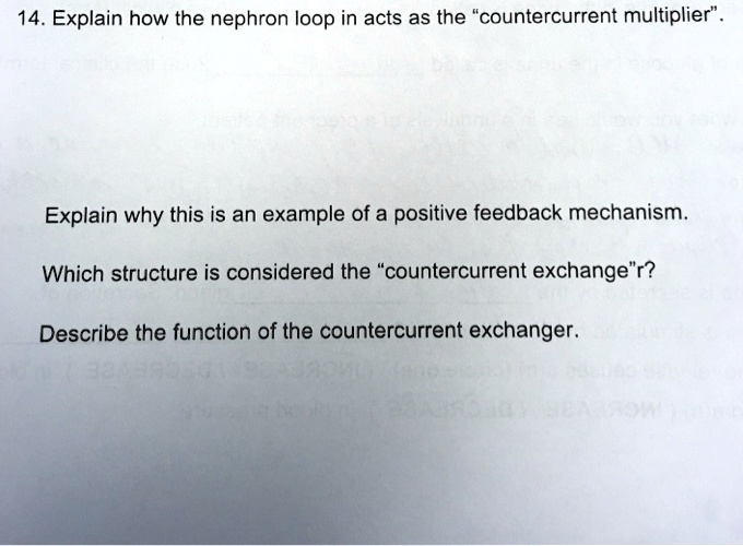 SOLVED 14. Explain how the nephron loop in acts as the "countercurrent