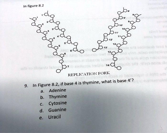 solved-in-figure-8-2-replication-fork-if-base-4-is-thymine-what-is-base-4-in-figure-8-2