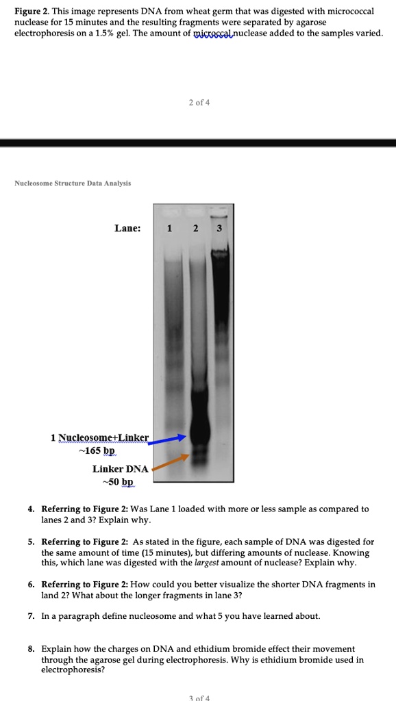 Figure 2. This image represents DNA from wheat germ that was digested with micrococcal nuclease for 15 minutes and the resulting fragments were separated by agarose electrophoresis on a 1.5% gel. The amount of micrococcal nuclease added to the samples varied.

Nucleosome Structure Data Analysis

Lane: 1 2 3

1 Nucleosome+Linker  165 bp
Linker DNA  50 bp

4. Referring to Figure 2: Was Lane 1 loaded with more or less sample as compared to lanes 2 and 3? Explain why.

5. Referring to Figure 2: As stated in the figure, each sample of DNA was digested for the same amount of time (15 minutes), but differing amounts of nuclease. Knowing this, which lane was digested with the largest amount of nuclease? Explain why.

6. Referring to Figure 2: How could you better visualize the shorter DNA fragments in land 2? What about the longer fragments in lane 3?

7. In a paragraph define nucleosome and what 5 you have learned about.

8. Explain how the charges on DNA and ethidium bromide effect their movement through the agarose gel during electrophoresis. Why is ethidium bromide used in electrophoresis?