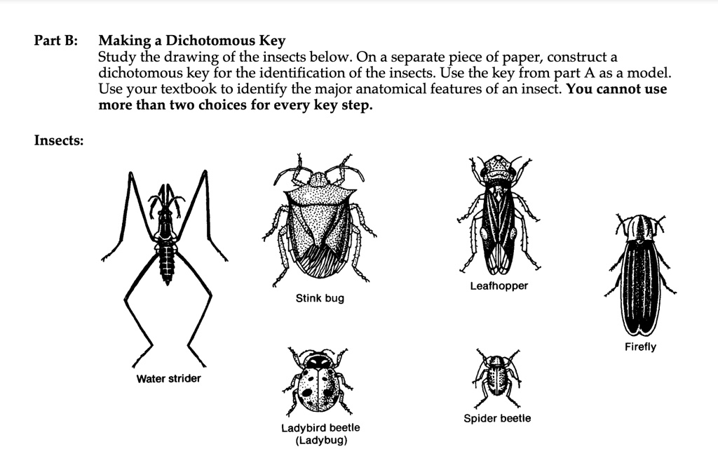 Part B: Making a Dichotomous Key Study the drawing of the insects below ...