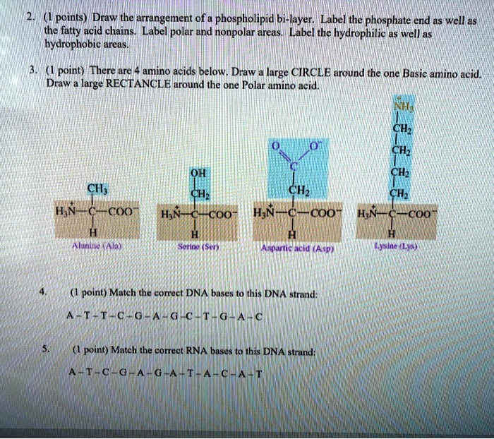 large hydrophobic amino acids